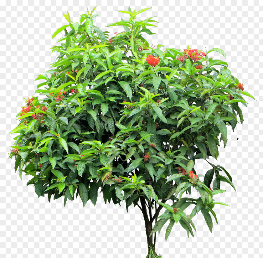 Plants Ixora Coccinea Gigantopithecus Bigfoot Chinese Plant PNG