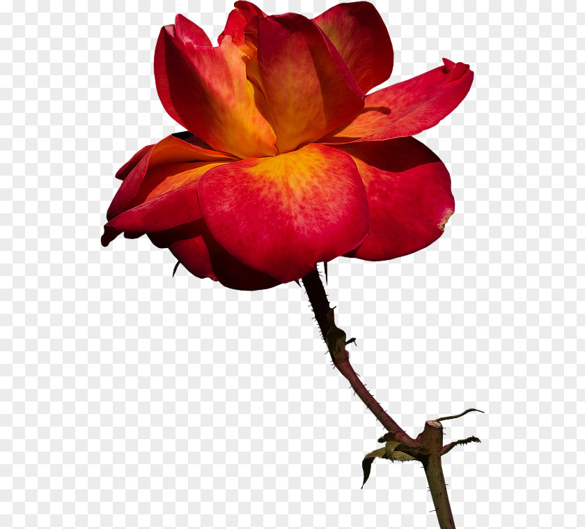 Rose Garden Roses Cut Flowers Bud Plant Stem PNG