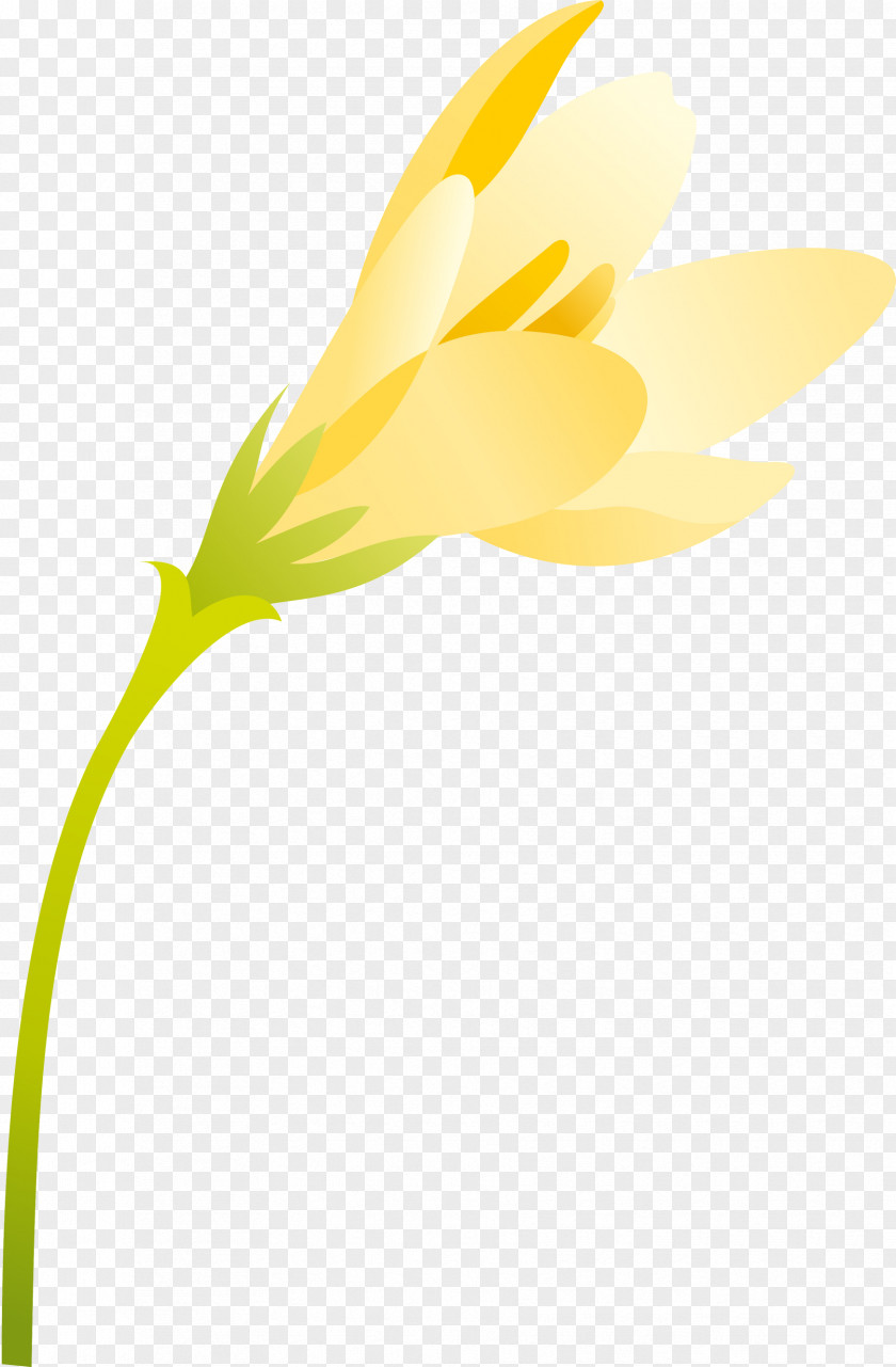 Spring Flowering Plant Daisy Family Petal PNG
