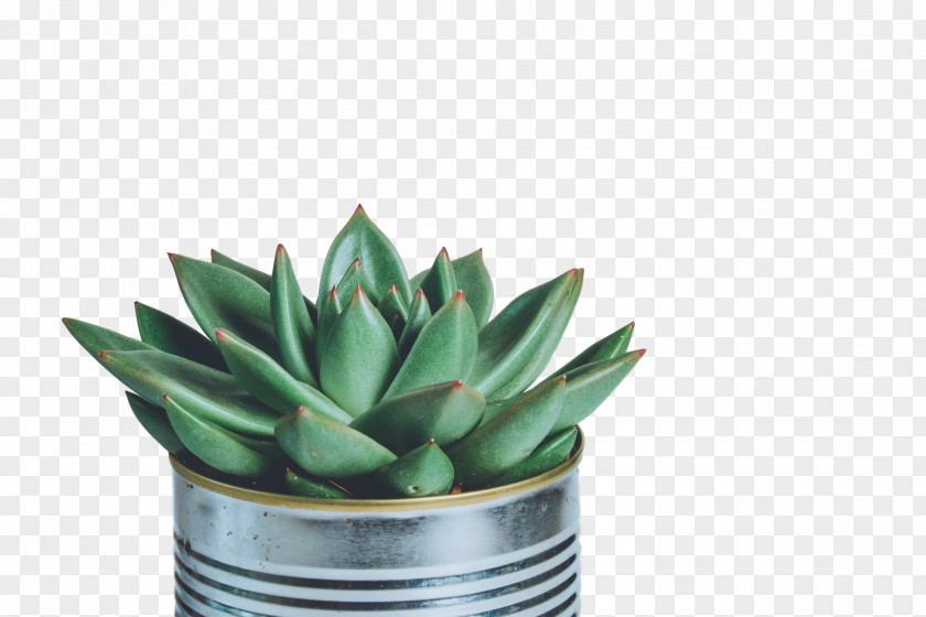 Succulent Plant Pexels Stock.xchng Image Stock Photography PNG