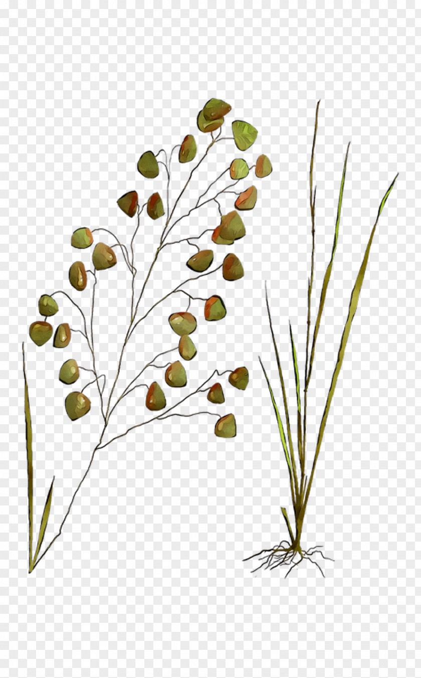 Twig Plant Stem Leaf Flower Grasses PNG