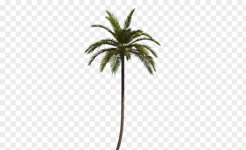 Coconut Date Palm Flowerpot Plant Stem Arecaceae PNG