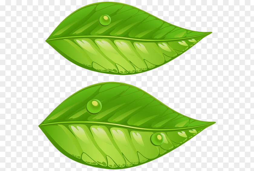 Green Leaves Leaf Clip Art PNG