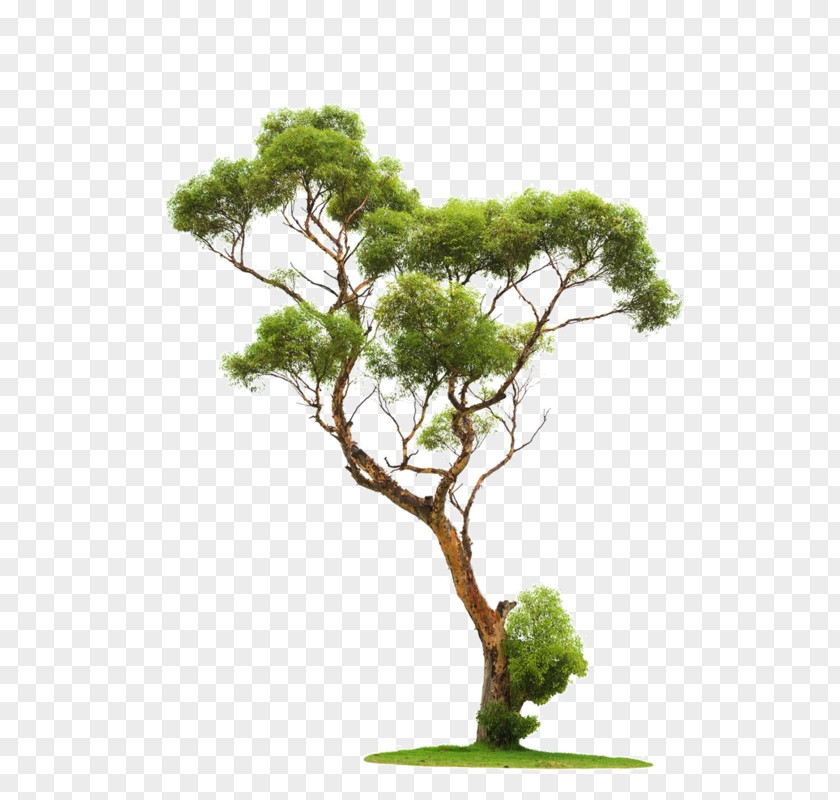 Tree Architectural Rendering Stone Pine PNG