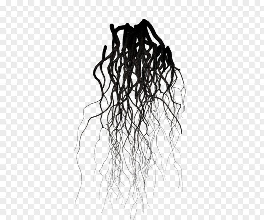Tree Black And White Root Branch Drawing PNG