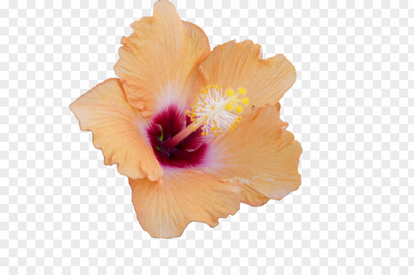 Chinese Flower Mallows Hibiscus PNG
