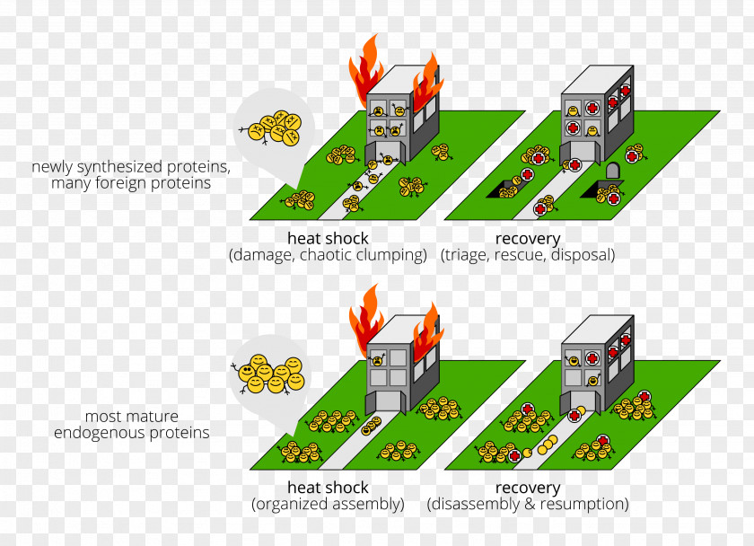 Fire Building Protein Aggregation Cell Chaperone Diagram PNG
