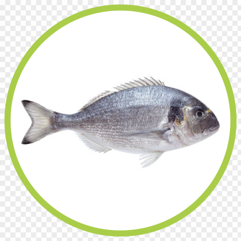 Fish Gilt-head Bream Seafood PNG