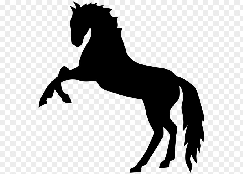 Mustang Stallion American Paint Horse Standing Clip Art PNG