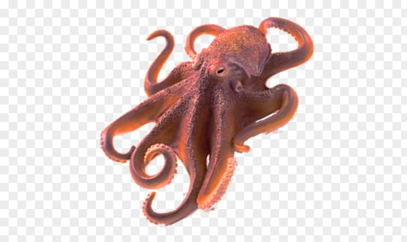 Octopus Windows Metafile Clip Art PNG