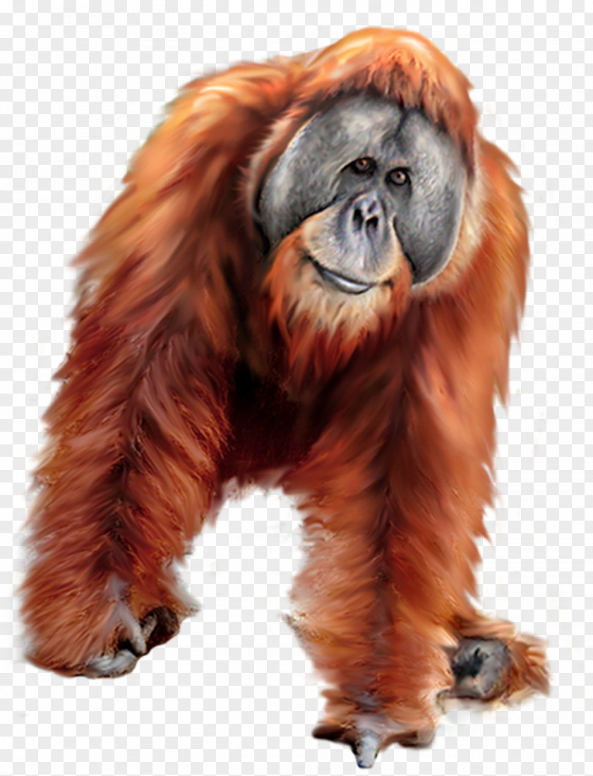 Orangutan Gorilla Tiger PNG