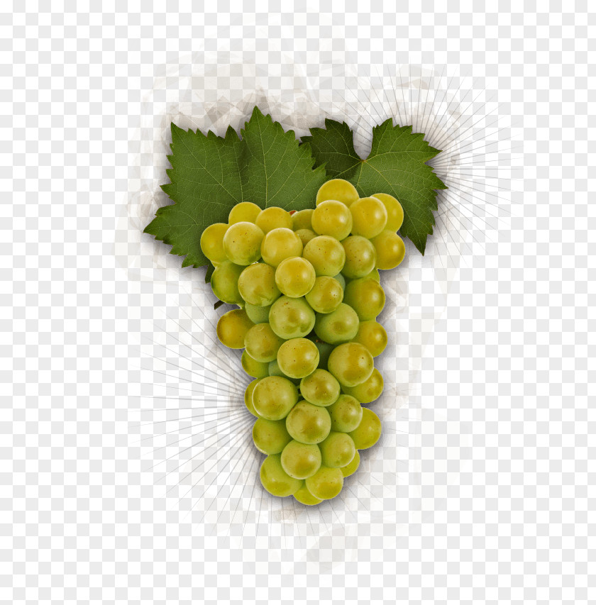 Green Grapes Grape Chardonnay Pinot Gris Noir Riesling PNG