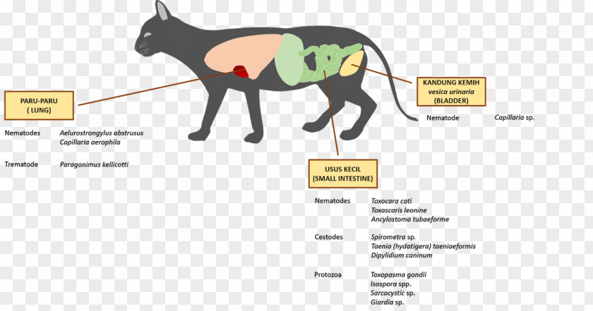 Horse Cat ResearchGate GmbH Pet Spirometra PNG