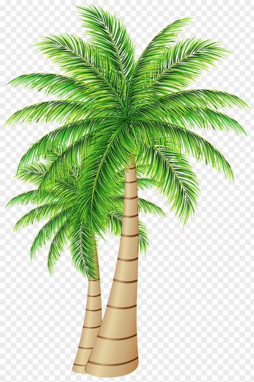 Palm Trees Date Coconut Clip Art PNG