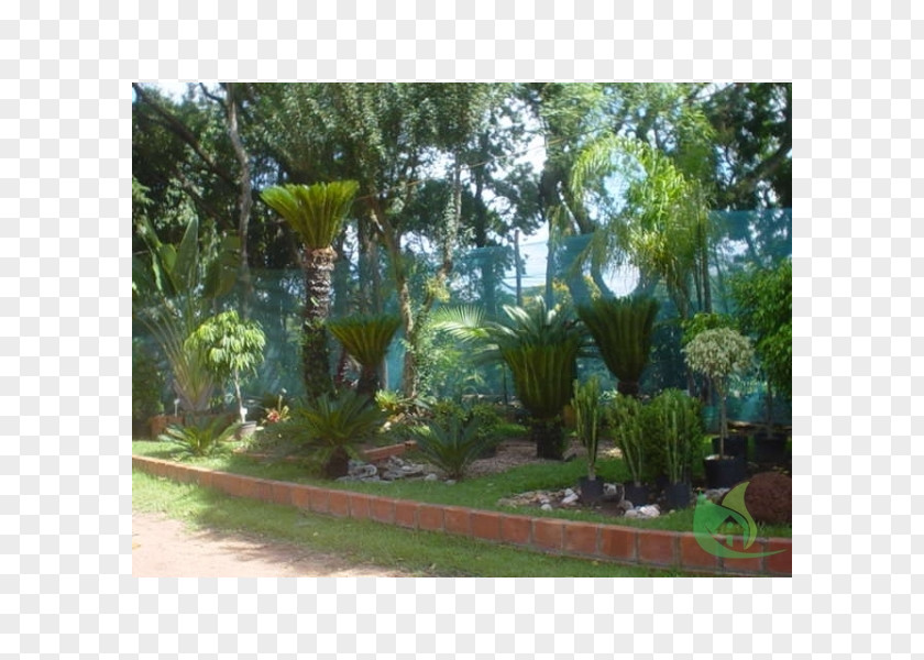 Park Majorelle Garden Botanical Blue Backyard Flora PNG