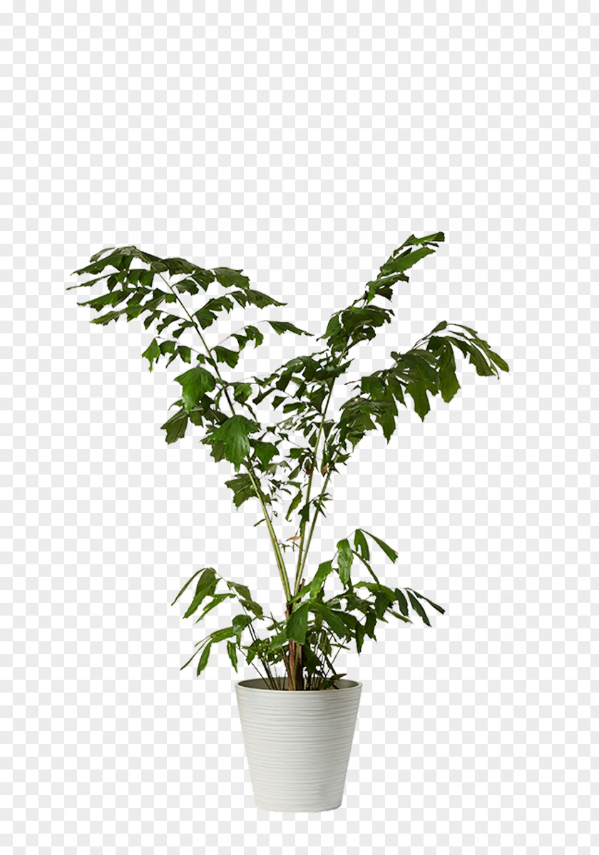 Plant Ficus Microcarpa Houseplant Flowerpot Dracaena PNG