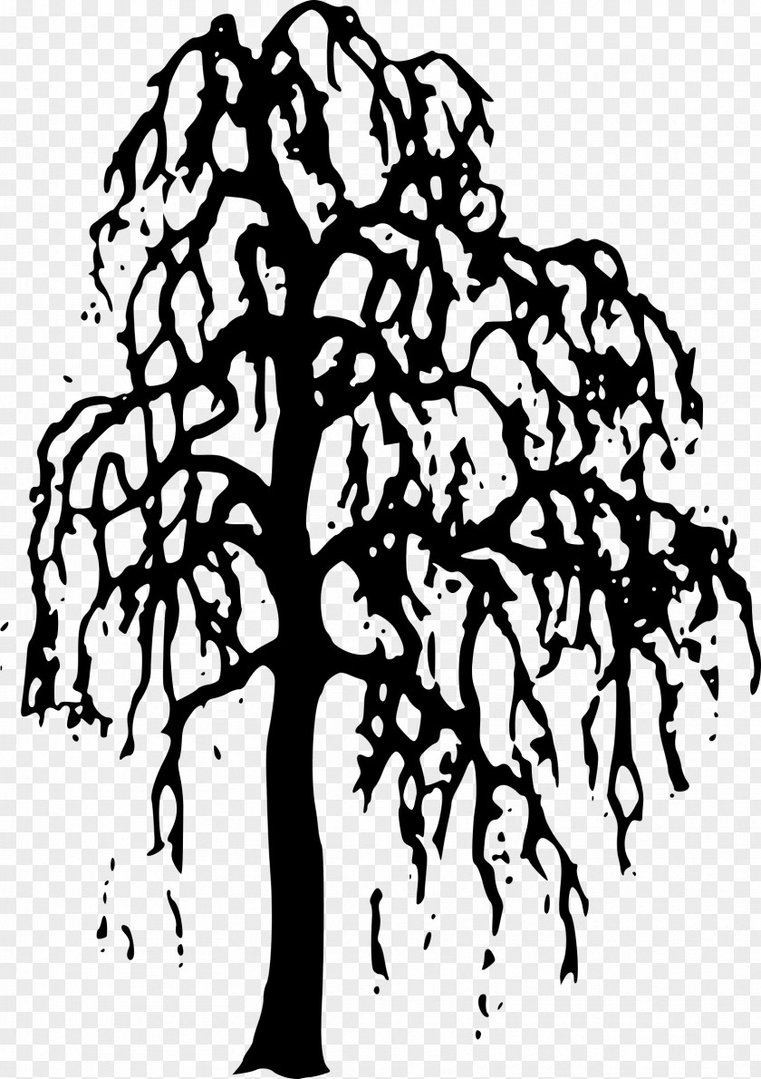 Willow Trees Tree Clip Art PNG