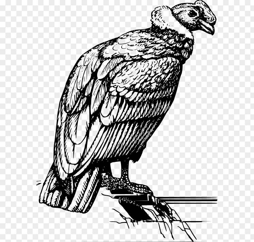 American-style Fried Chicken Wings Andean Condor Drawing Clip Art PNG
