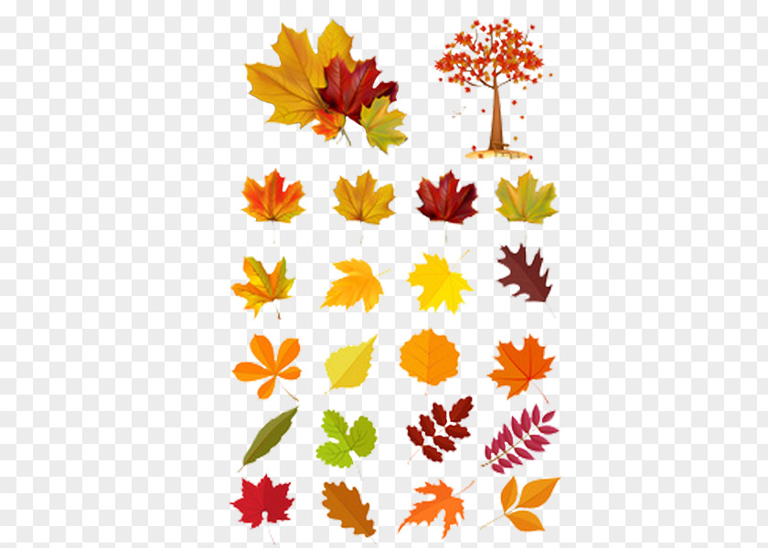 Autumn Leaves Cartoon Leaf Euclidean Vector Illustration PNG