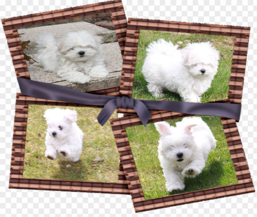 Dog Breed West Highland White Terrier Samoyed Non-sporting Group Alpaca PNG
