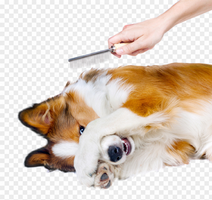 Grooming Dog Pet Veterinarian Stock Photography PNG