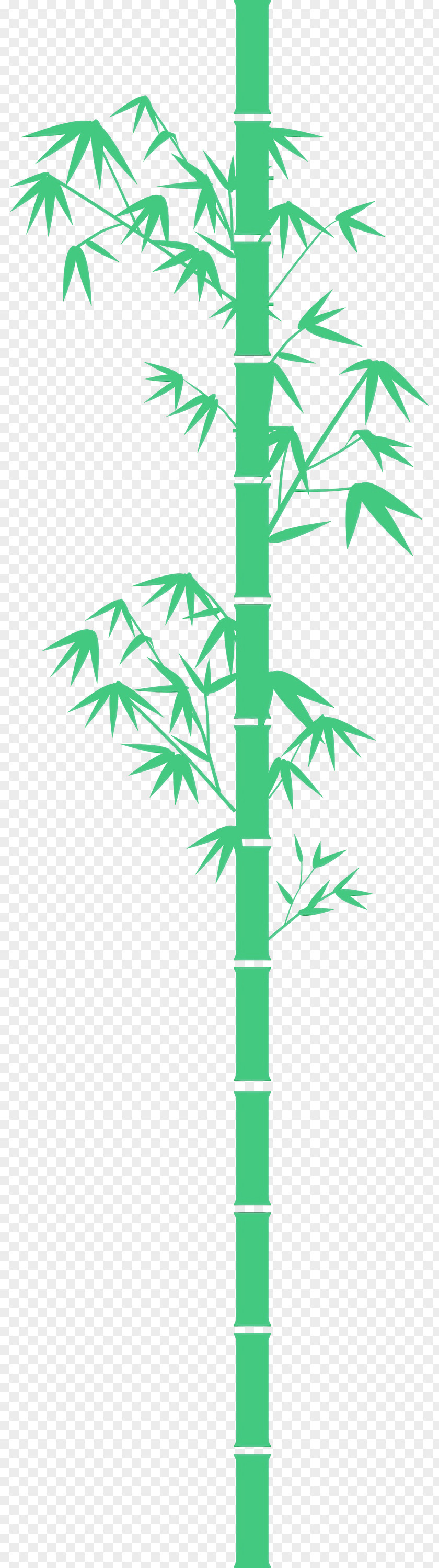 Palm Tree PNG