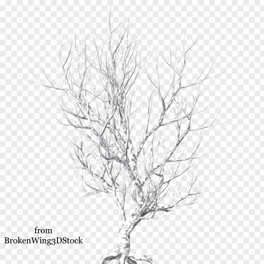 Tree Twig Image Clip Art PNG