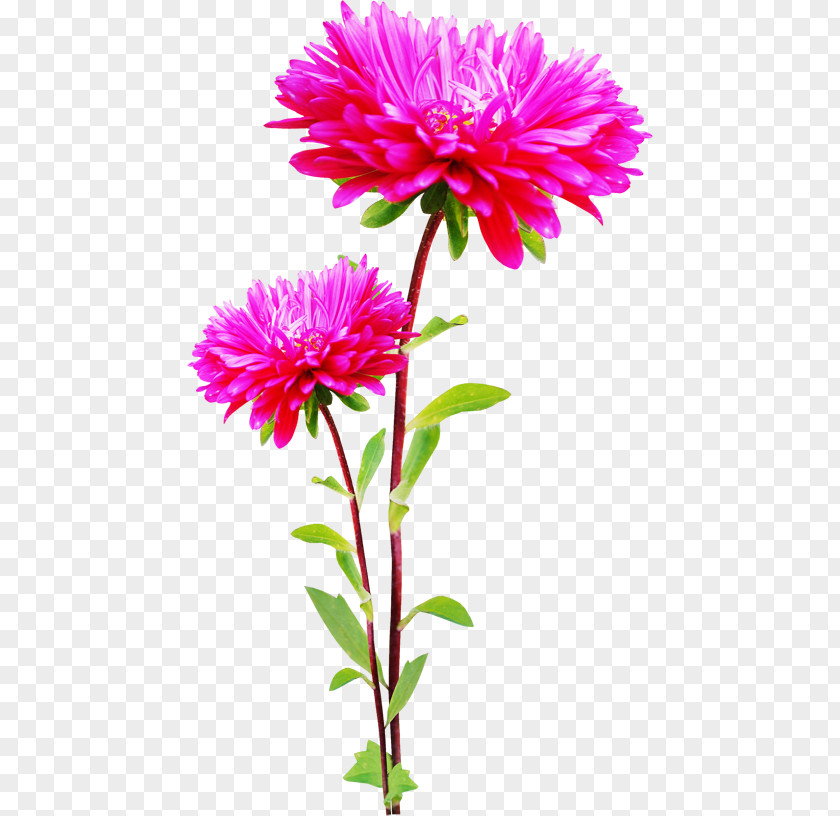 Flower Information Digital Image Clip Art PNG