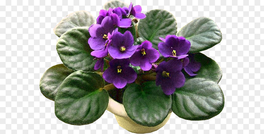 Orquideas African Violet Sky Plant Flower Seed PNG