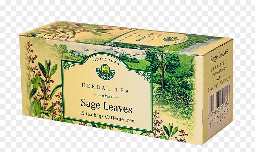 Tea Flowering Common Sage Herb Green PNG