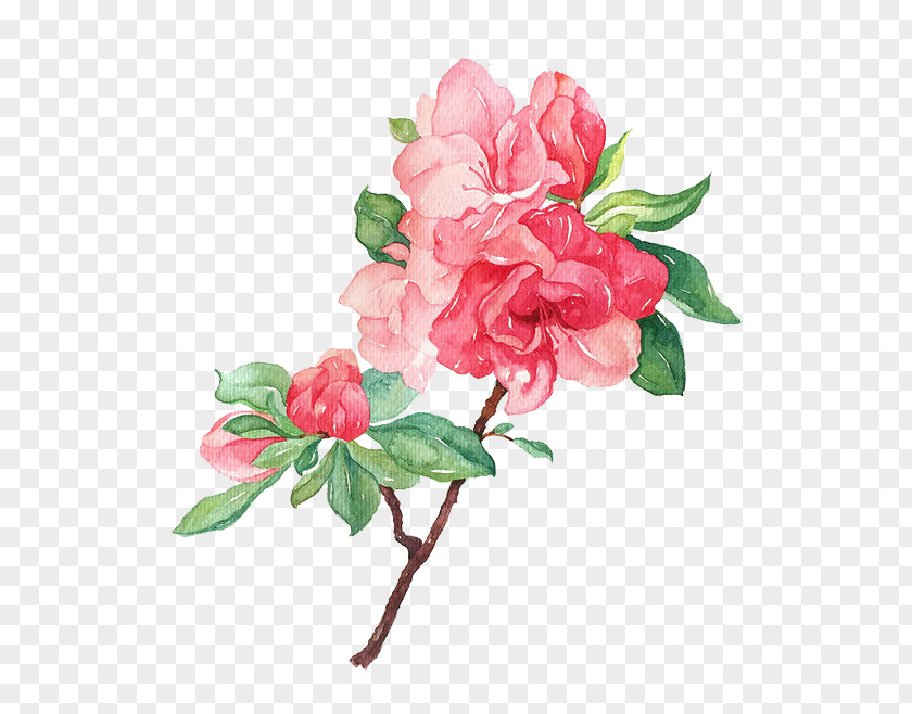 Blooming Flowers Garden Roses Flower Illustration PNG