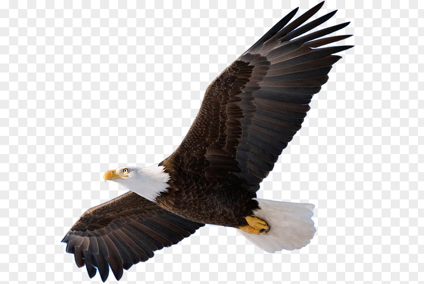 Eagle Bald Bird Of Prey Clip Art PNG