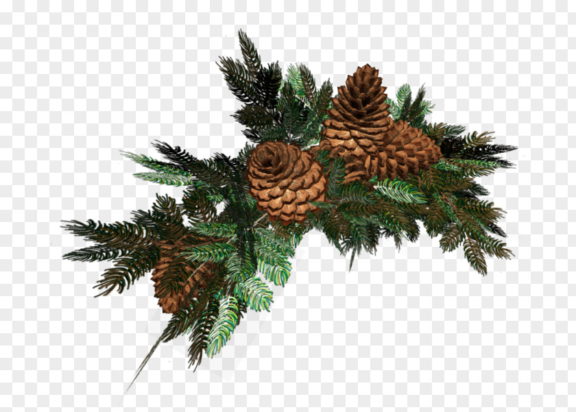 Fir Branch Christmas Designs Spruce LiveInternet Clip Art PNG