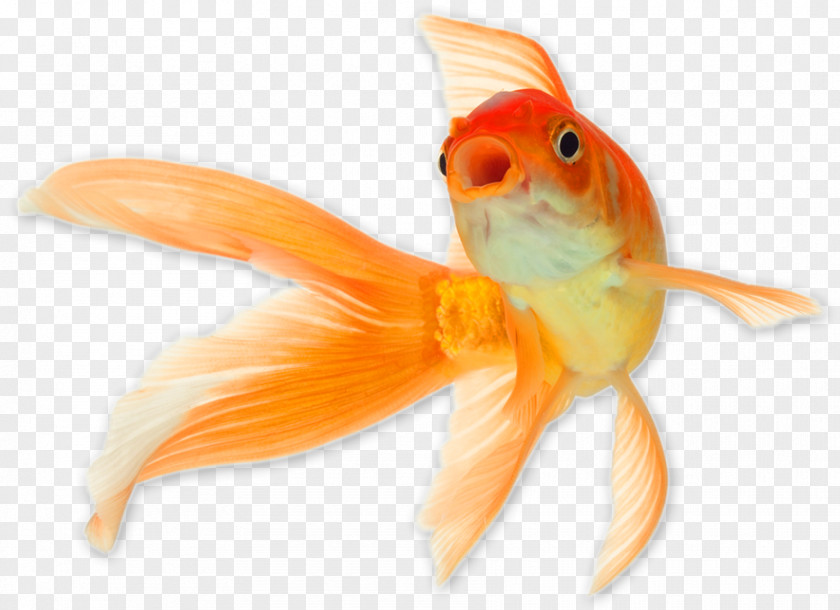 Goldfish Comet Common Shark Cat Reptile PNG