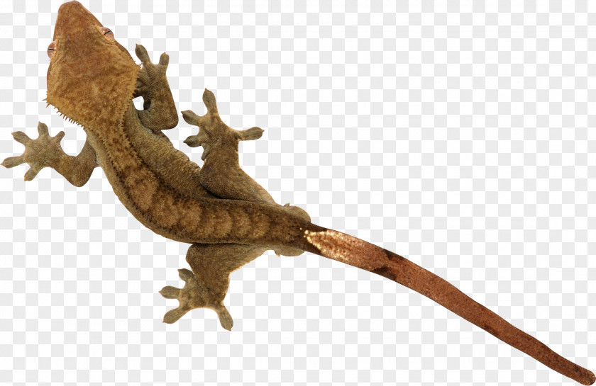 Lizard Reptile PNG