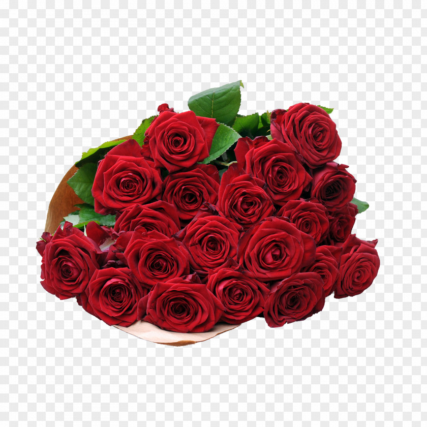 Rose Garden Roses Blume2000.de Red PNG