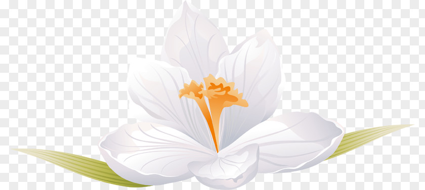 White Crocus Petal Flowering Plant Computer Wallpaper PNG
