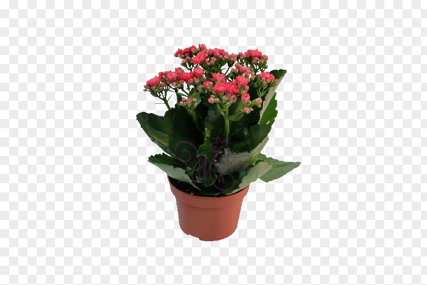 Begonia Herbaceous Plant Lily Flower Cartoon PNG