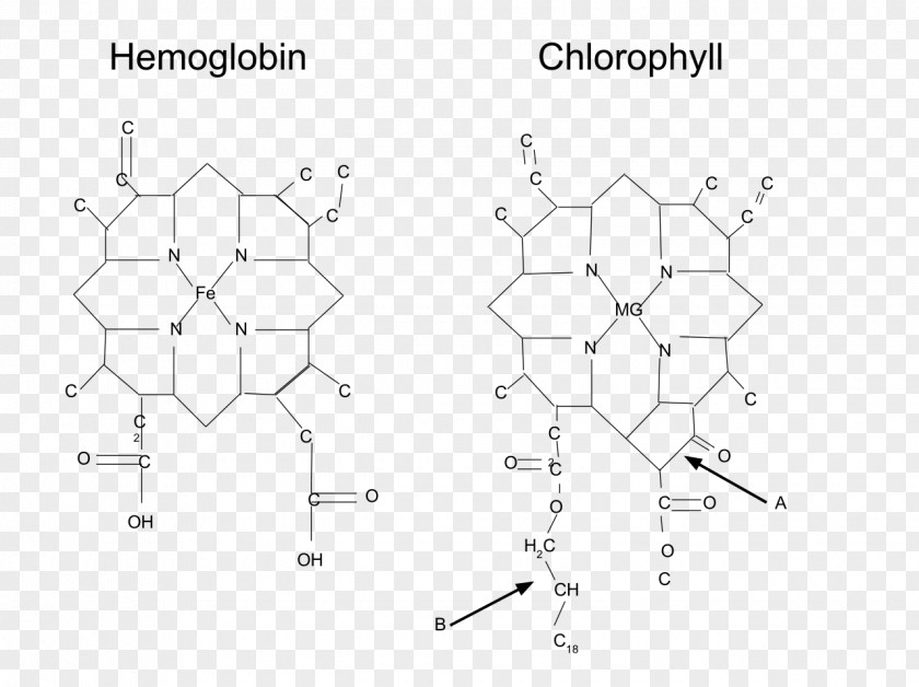 Bottom Metalloprotein Hemoglobin Chlorophyll Molecule PNG