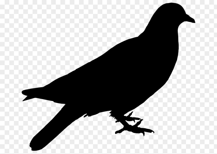 Clip Art American Crow Free Content Illustration Vector Graphics PNG