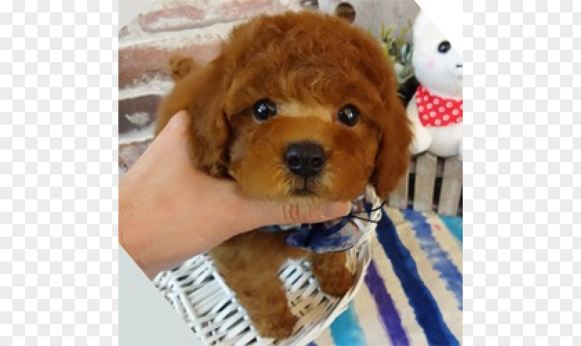 Poodle Dog Miniature Toy Puppy Breed PNG