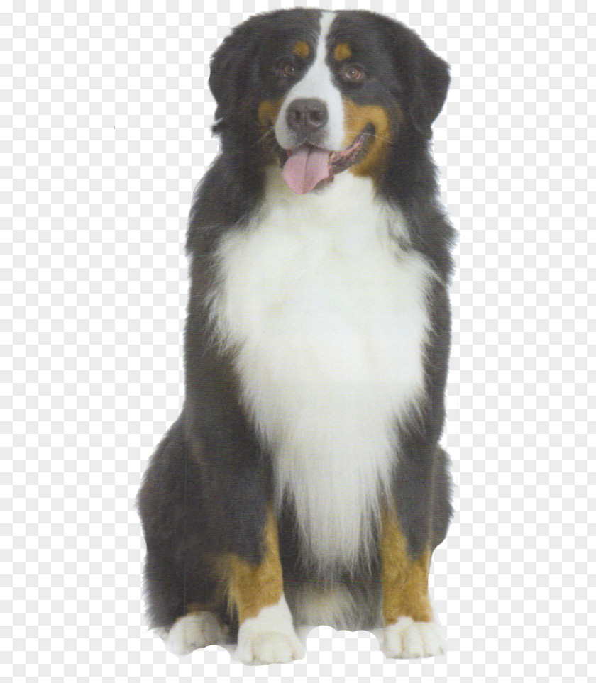 Puppy Bernese Mountain Dog Toilet Training Pet Behavior PNG