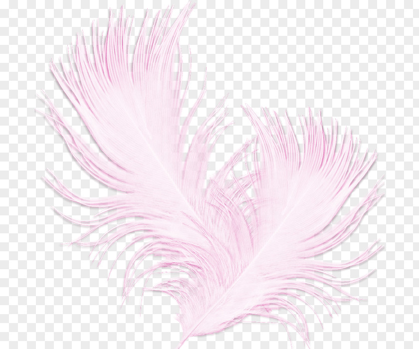 Rose Black Feather Pink Fashion PNG