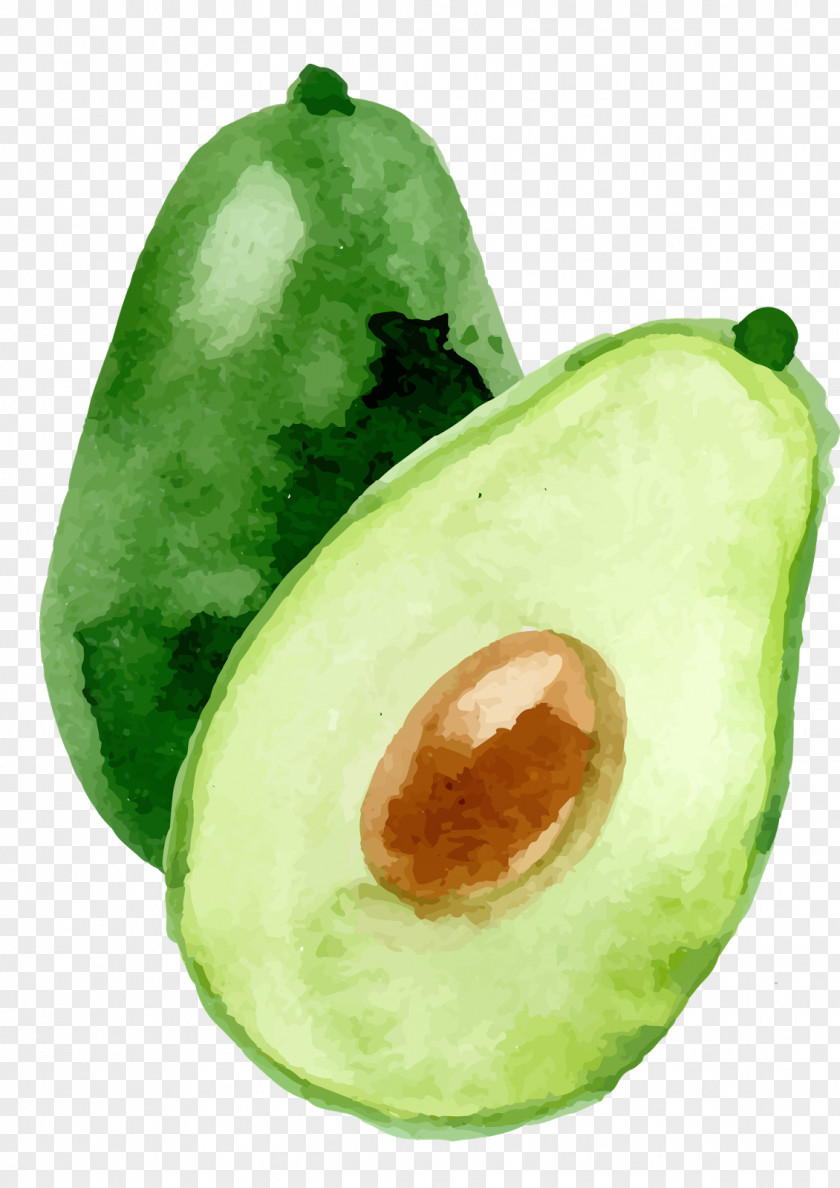 Dumpling Avocado Watercolor Painting PNG