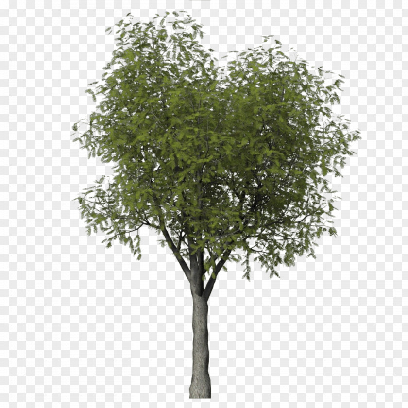 Falling Fruit Tree Mediterranean Cypress Hawthorn Quercus Lobata PNG