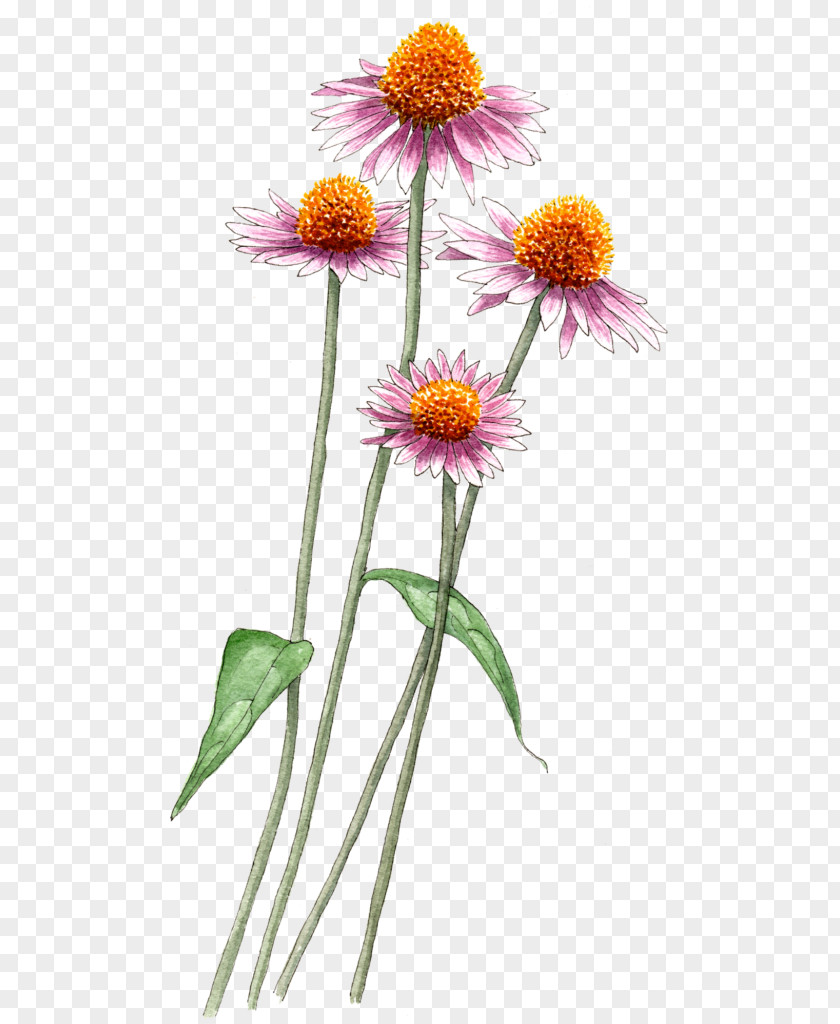 Plants Common Daisy Family Aster PNG