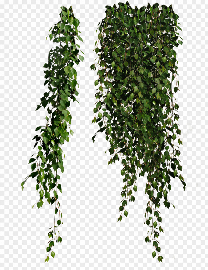 Plants Plant Clip Art PNG