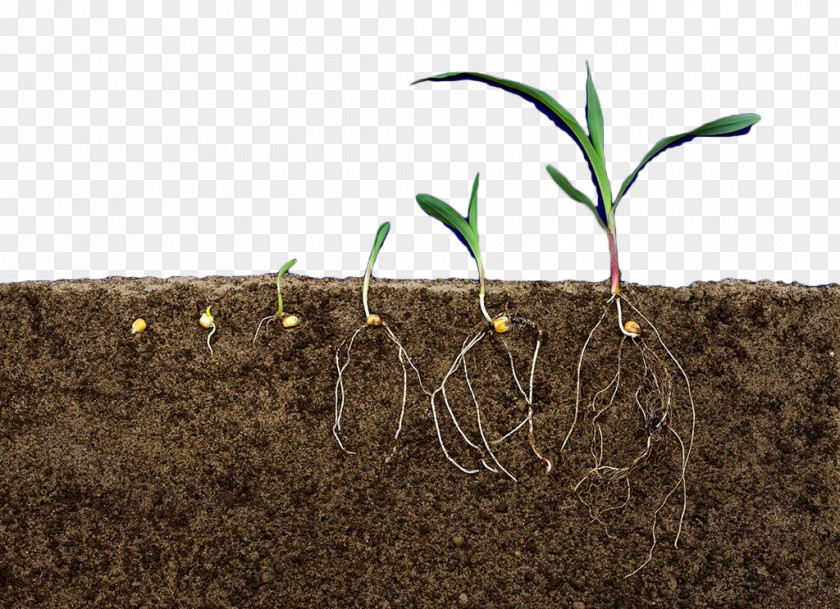 Soil Plant Profile Earth Terrain Rhizome PNG