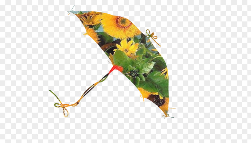 Baa Insect Leaf PNG