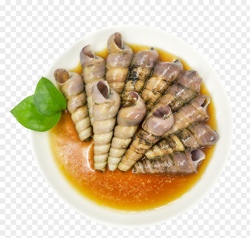 Conch Seafood PNG